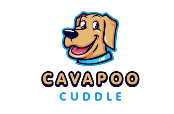 Cavapoo cuddle | buy cavoodle puppy online|buy golden doodles online|